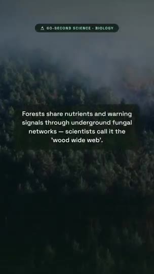 Educational Short